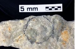 Foto (Detailansicht) von Decapoda indet. (NHMW-GEO-1990-0041-0044)